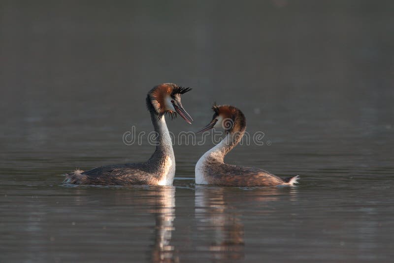 λοφιοφόρα μεγάλα grebes στοκ φωτογραφία με δικαίωμα ελεύθερης χρήσης