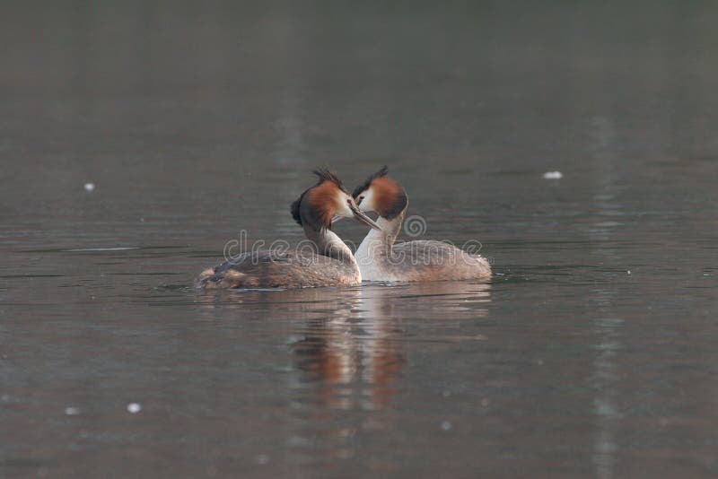 λοφιοφόρα μεγάλα grebes στοκ εικόνες