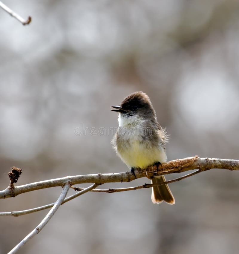 λοφιοφόρο flycatcher μεγάλο στοκ εικόνα με δικαίωμα ελεύθερης χρήσης