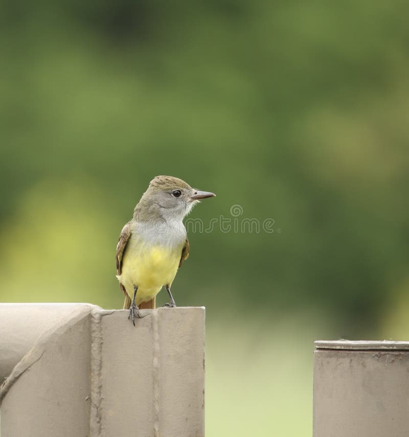 λοφιοφόρο flycatcher μεγάλο στοκ φωτογραφίες με δικαίωμα ελεύθερης χρήσης