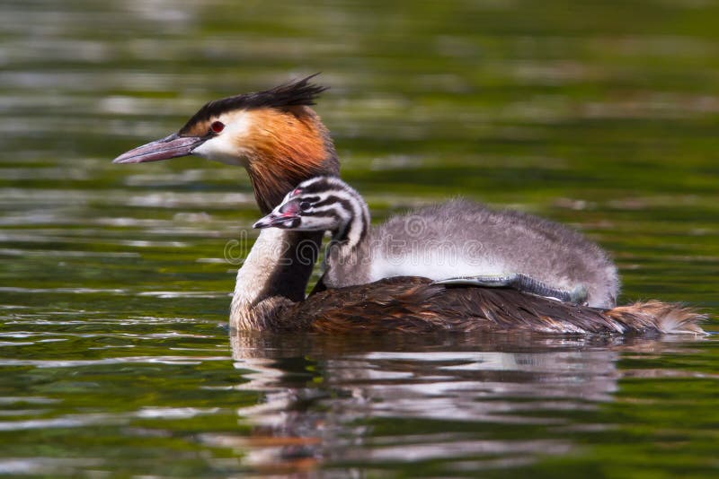 λοφιοφόρο μεγάλο grebe στοκ εικόνες