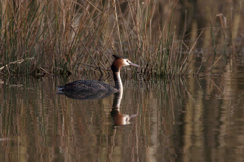 λοφιοφόρο μεγάλο grebe gras στοκ φωτογραφίες με δικαίωμα ελεύθερης χρήσης
