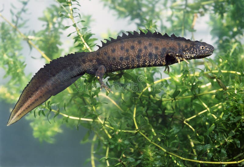 λοφιοφόρο μεγάλο newt στοκ φωτογραφίες