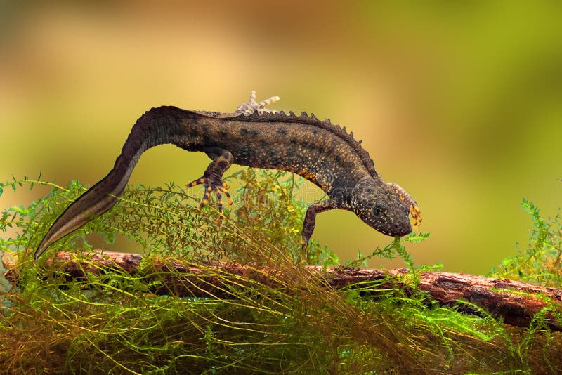 λοφιοφόρο ύδωρ newt δράκων μεγάλο στοκ εικόνες