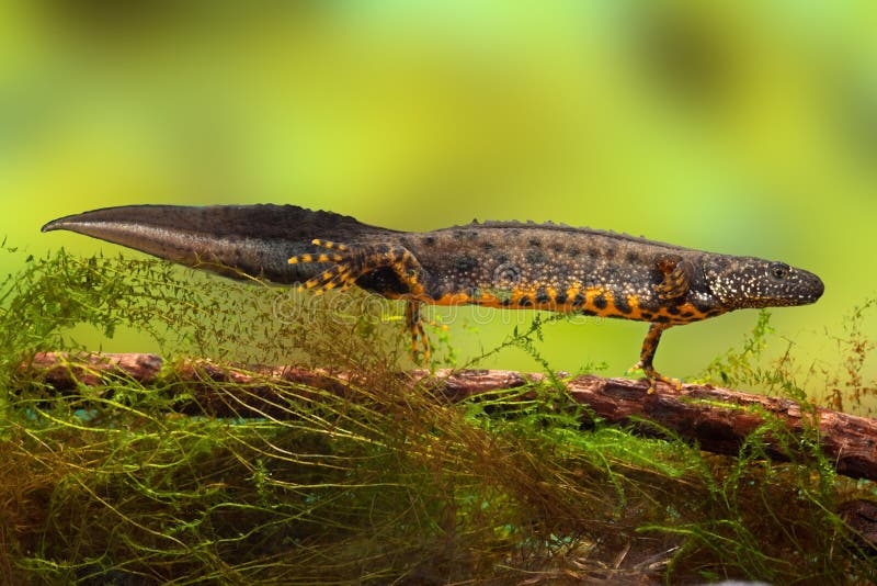 λοφιοφόρο ύδωρ newt δράκων μεγάλο στοκ φωτογραφίες