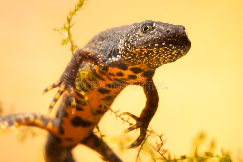 λοφιοφόρο ύδωρ newt δράκων μεγάλο στοκ φωτογραφία