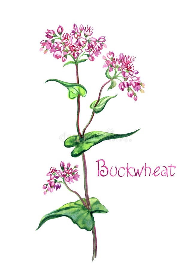 Flowering buckwheat FagopÃ½rum, a honey plant, with the inscription `Buckwheat` watercolor painting on a white background, isolated. Flowering buckwheat FagopÃ½rum, a honey plant, with the inscription `Buckwheat` watercolor painting on a white background, isolated.