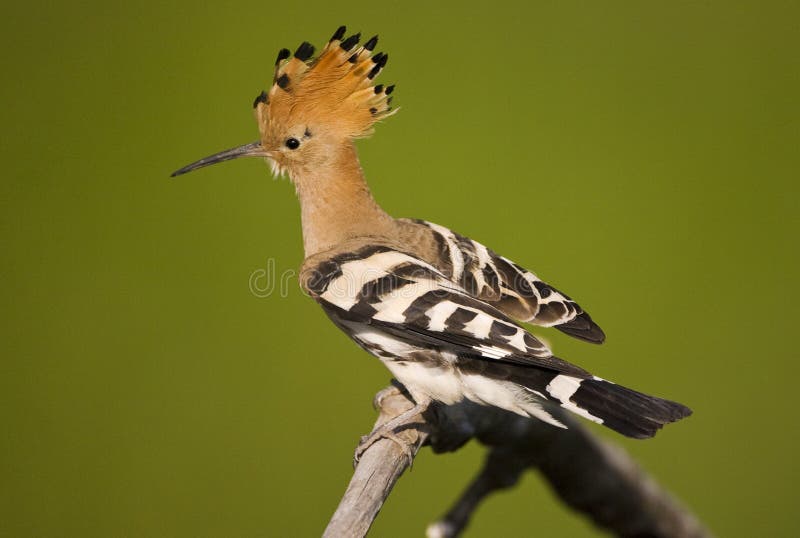 Λυκίσκος, ευρασιατικό Hoopoe, Upupa epops στοκ εικόνα με δικαίωμα ελεύθερης χρήσης Λυκίσκος, ευρασιατικό Hoopoe, Upupa epops στοκ εικόνα με δικαίωμα ελεύθερης χρήσης