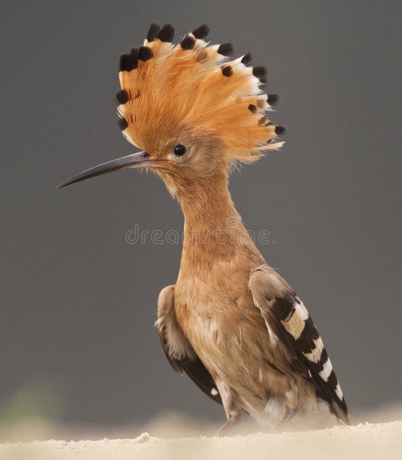 Λυκίσκος, ευρασιατικό Hoopoe, Upupa epops στοκ εικόνα Λυκίσκος, ευρασιατικό Hoopoe, Upupa epops στοκ εικόνα