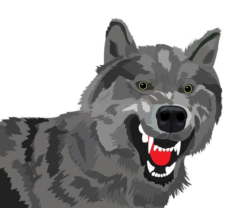 The image of the growling wolf on a white background. The image of the growling wolf on a white background