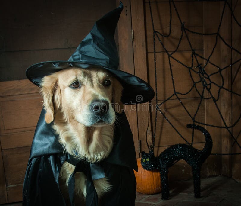 Μάγισσα Holloween στοκ εικόνες Μάγισσα Holloween στοκ εικόνες