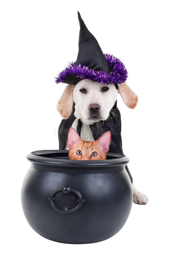 Funny Halloween pets witch dog and cat. Funny Halloween pets witch dog and cat