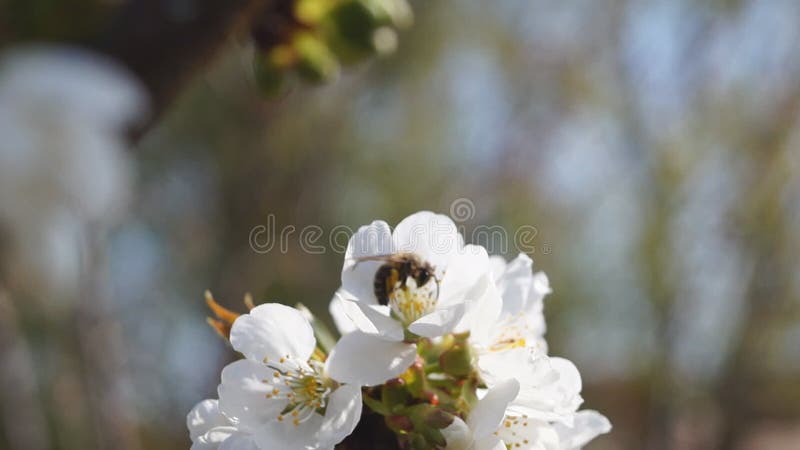 Μέλισσα που συλλέγει τη γύρη από τα άνθη βύσσινων