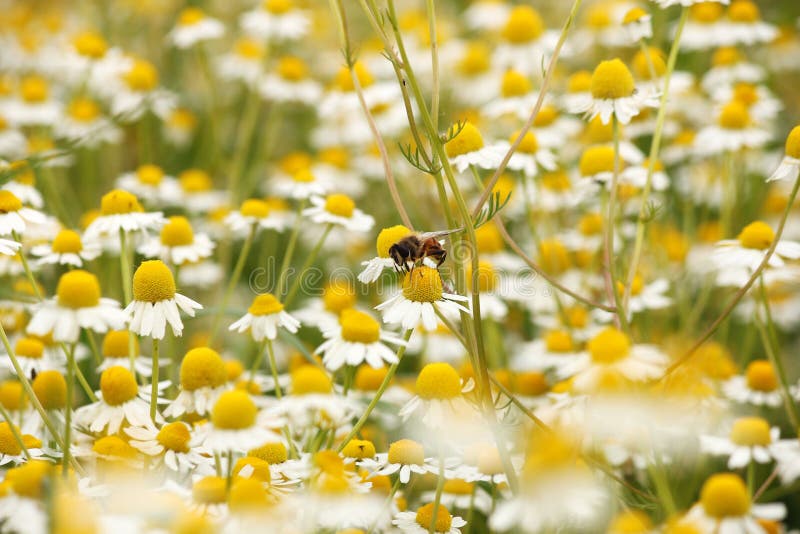 Μέλισσα στο chamomile λιβάδι λουλουδιών στοκ εικόνα