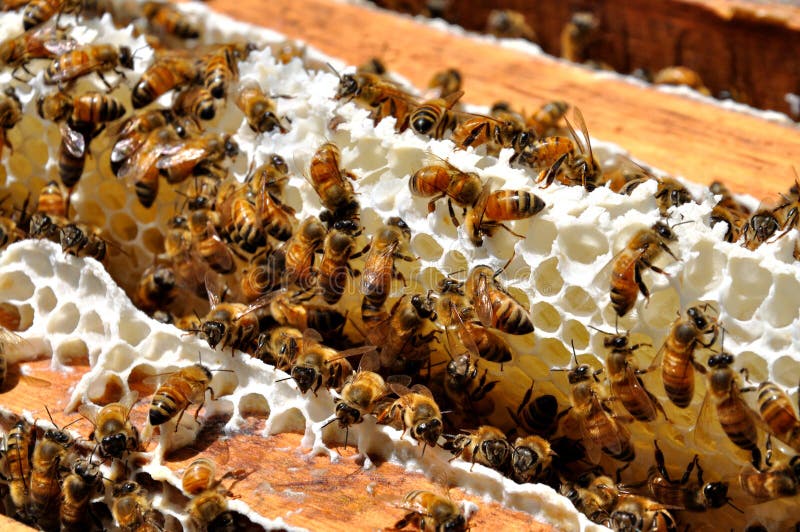 Honey bees gathered on honeycomb in beeyard. Honey bees gathered on honeycomb in beeyard.