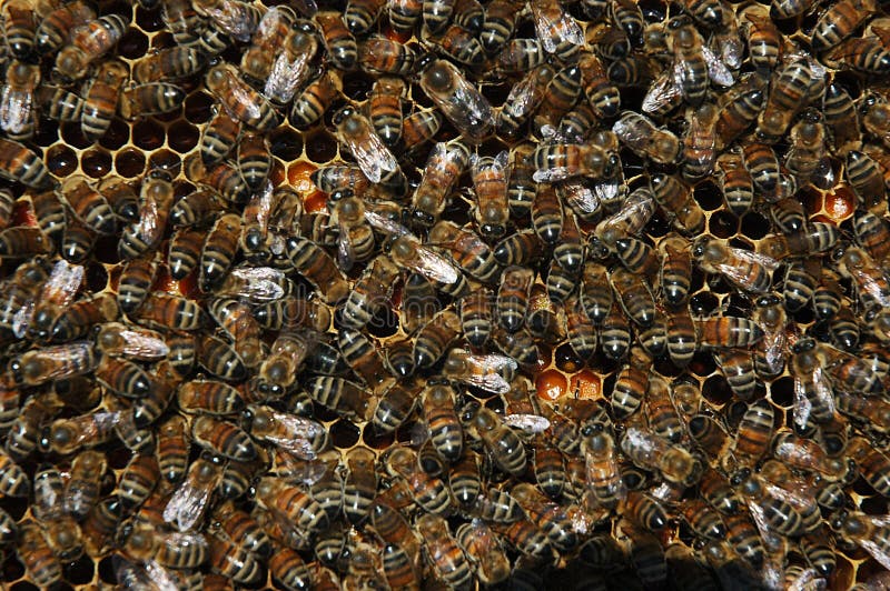 Worker honey bees in the hive. Worker honey bees in the hive.