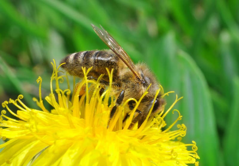 Bee collecting honey in the dandelion. Bee collecting honey in the dandelion