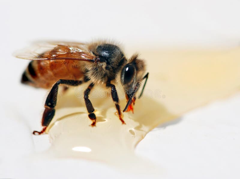 A macro view of a honey bee eating spilled honey. A macro view of a honey bee eating spilled honey.