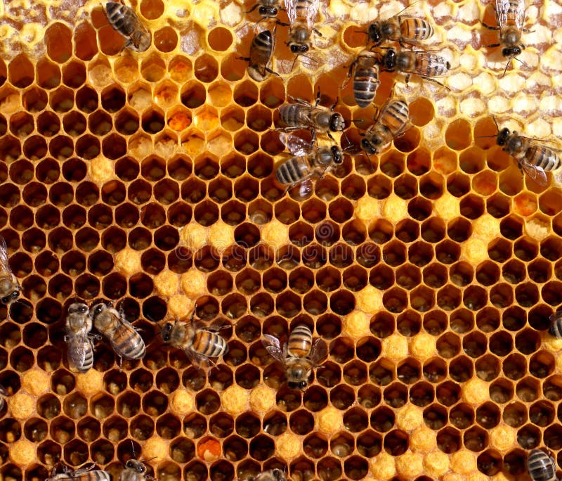 Worker bees on honey comb. Worker bees on honey comb