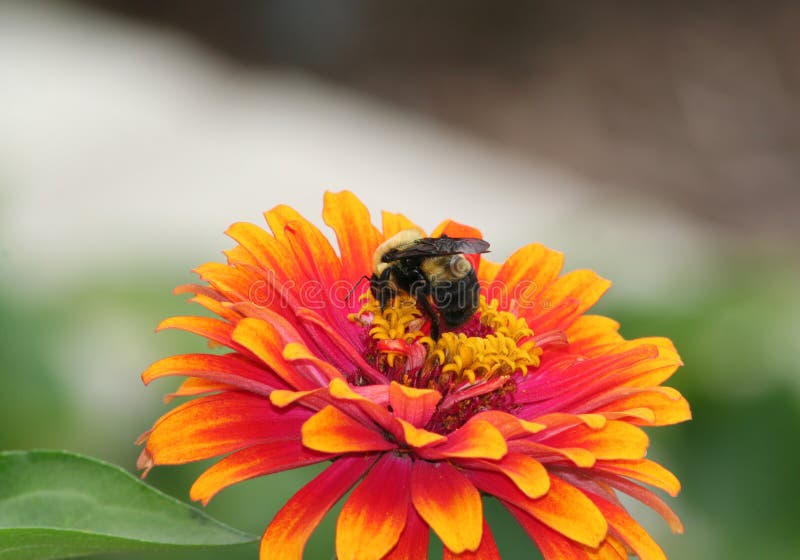 Μέλισσα και ταΐζει το Orange Zinnia Λουλούδι στον κήπο στοκ φωτογραφίες με δικαίωμα ελεύθερης χρήσης
