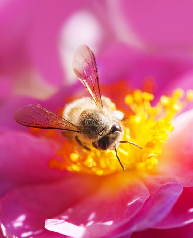 Bee collecting honey on pink flower. Bee collecting honey on pink flower