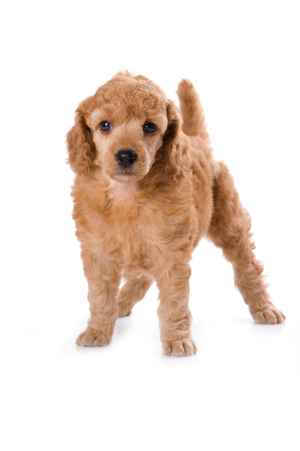 Poodle Medium puppy standing on white background. Poodle Medium puppy standing on white background.