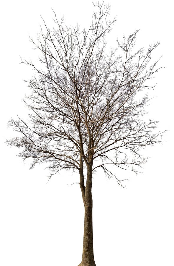 Medium straight bare tree isolated ob white background. Medium straight bare tree isolated ob white background