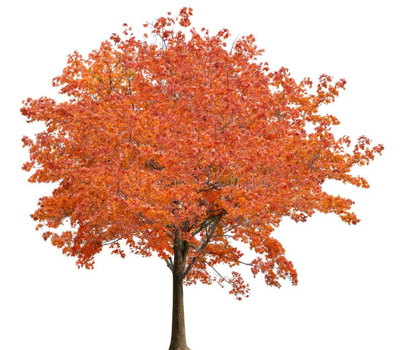 Medium straight autumn maple tree isolated ob white background. Medium straight autumn maple tree isolated ob white background