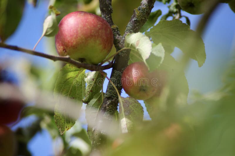 Image of an apple in close up on a tree in Surrey England. Image of an apple in close up on a tree in Surrey England