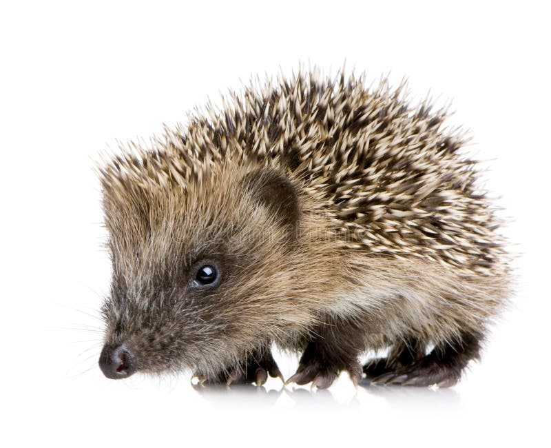 Hedgehog (1 months) in front of a white background. Hedgehog (1 months) in front of a white background