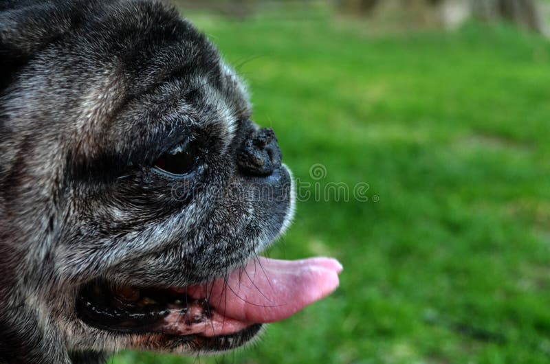 A tired pug pants in the summertime. A tired pug pants in the summertime