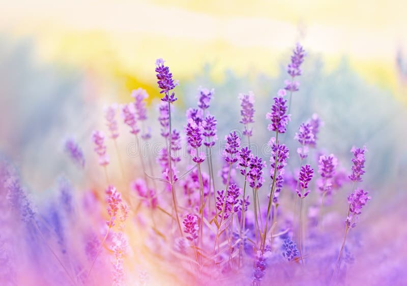 Μαλακή εστίαση στα όμορφα lavender λουλούδια στοκ εικόνα