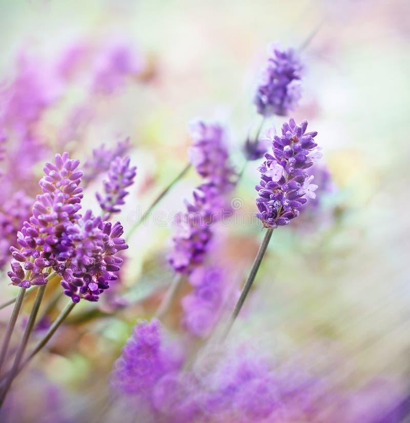 Μαλακή εστίαση στα όμορφα lavender λουλούδια αναμμένα από τις ακτίνες ήλιων στοκ εικόνες