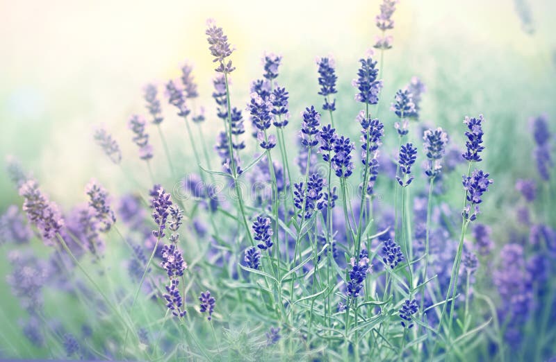 Μαλακή εστίαση στο όμορφο lavender λουλούδι στοκ εικόνες
