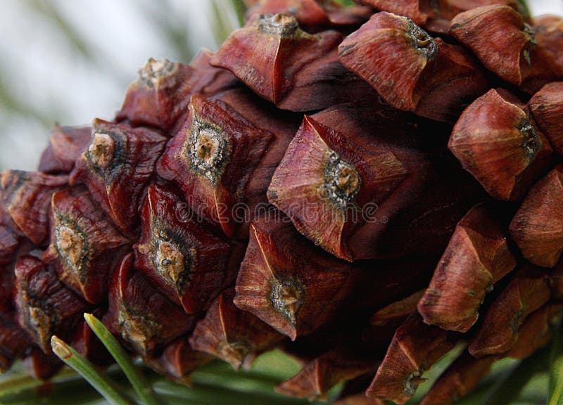 Μακρο ένωση pinecone στο δέντρο πεύκων στοκ φωτογραφίες με δικαίωμα ελεύθερης χρήσης Μακρο ένωση pinecone στο δέντρο πεύκων στοκ φωτογραφίες με δικαίωμα ελεύθερης χρήσης