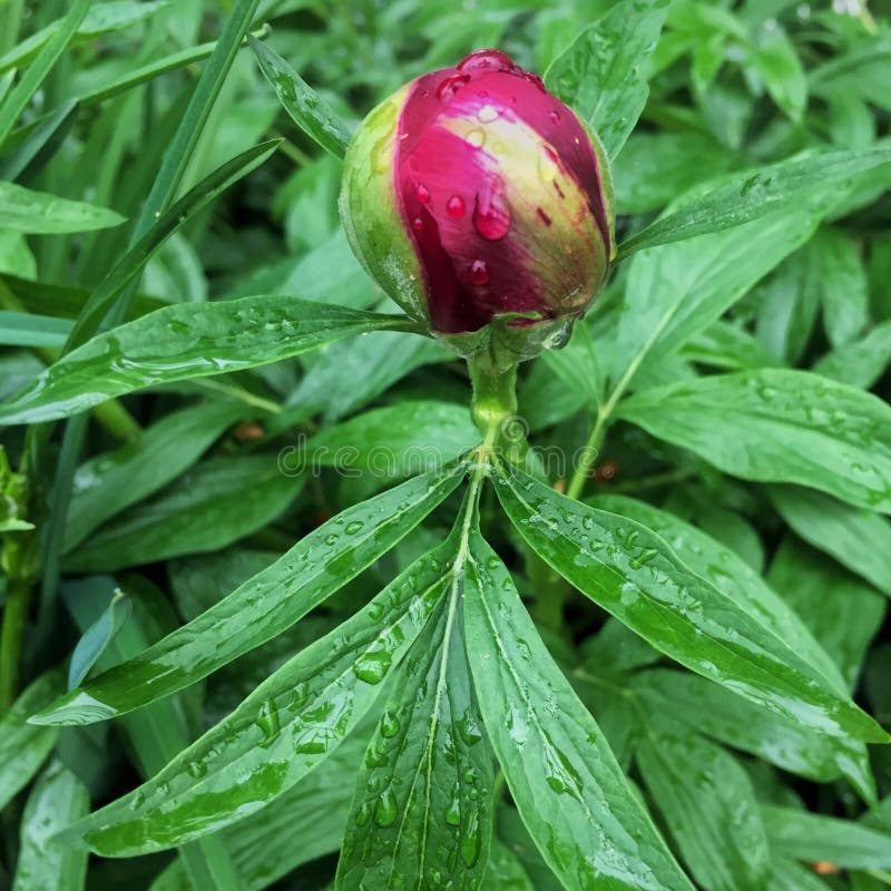 μακρο κρητιδογραφία burgundy peony στοκ εικόνες με δικαίωμα ελεύθερης χρήσης μακρο κρητιδογραφία burgundy peony στοκ εικόνες με δικαίωμα ελεύθερης χρήσης
