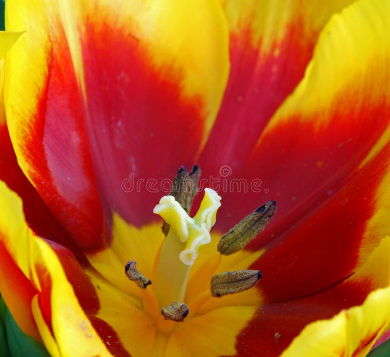 A macro closeup of Yellow Red Tulip Flower in Bloom. A macro closeup of Yellow Red Tulip Flower in Bloom