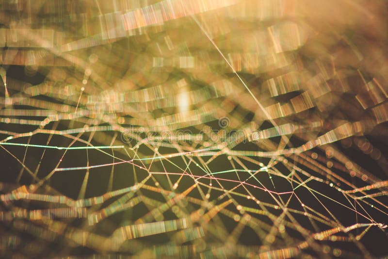 Shallow depth of field cobweb macro abstract. Shallow depth of field cobweb macro abstract