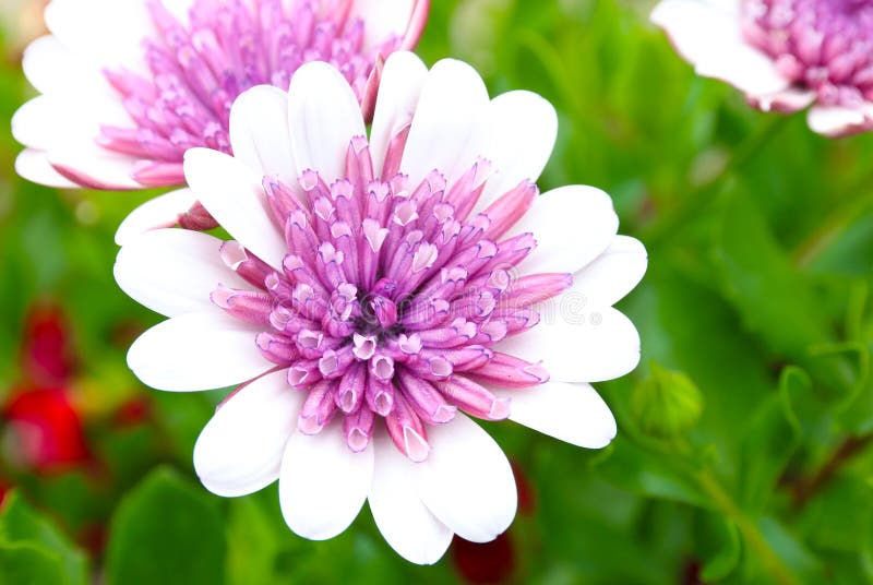 Μακρο πυροβολισμός τομέων λουλουδιών Osteospermum ρόδινος άσπρος στοκ εικόνες