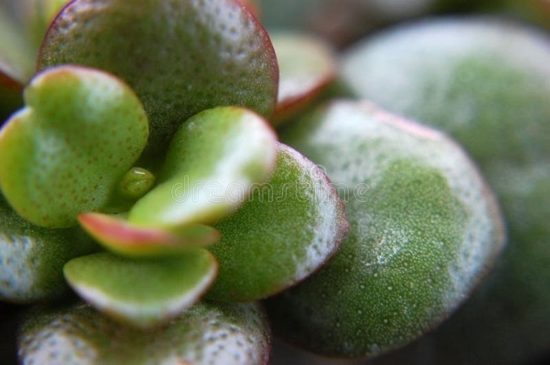 Μακρο πυροβολισμός Crassula Ovata ( Εγκαταστάσεις νεφριτών στοκ φωτογραφίες με δικαίωμα ελεύθερης χρήσης