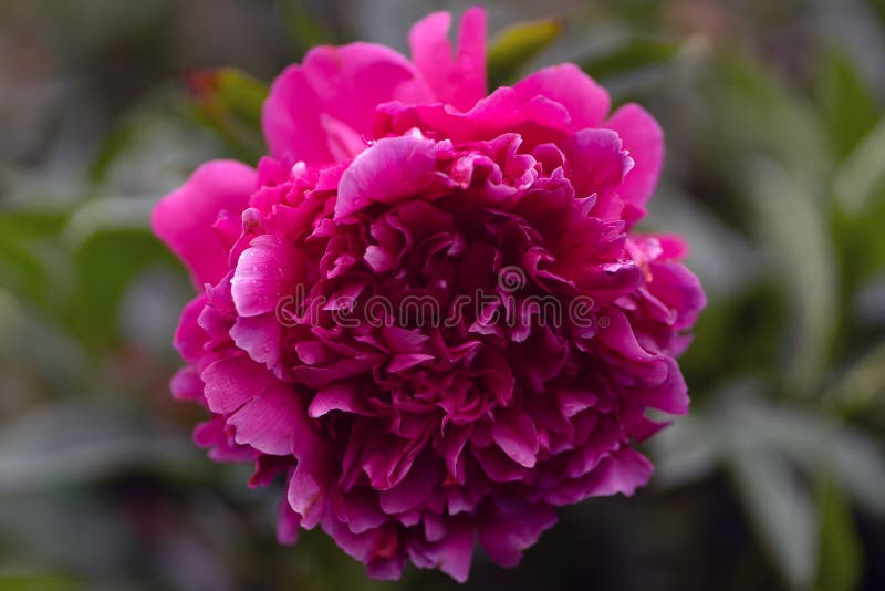 Μακρο πυροβολισμός ρόδινου peony στη μαλακή εστίαση στοκ εικόνες με δικαίωμα ελεύθερης χρήσης Μακρο πυροβολισμός ρόδινου peony στη μαλακή εστίαση στοκ εικόνες με δικαίωμα ελεύθερης χρήσης