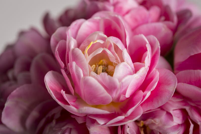 Pink tulip flower in bloom with bright petals on a flora macro still. Pink tulip flower in bloom with bright petals on a flora macro still