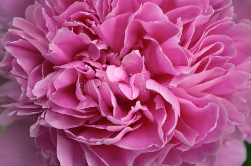 Μακρο στενό επάνω peony λουλούδι Ανθοδέσμη διακοσμήσεων θερινού γάμου άνοιξης ανθών πετάλων Paeony φωτεινό ρόδινο χρώμα ανθίσματο στοκ εικόνες με δικαίωμα ελεύθερης χρήσης Μακρο στενό επάνω peony λουλούδι Ανθοδέσμη διακοσμήσεων θερινού γάμου άνοιξης ανθών πετάλων Paeony φωτεινό ρόδινο χρώμα ανθίσματο στοκ εικόνες με δικαίωμα ελεύθερης χρήσης