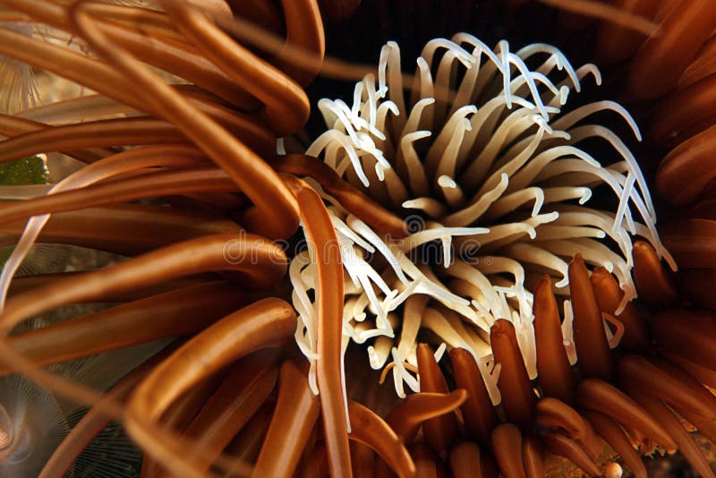 A closeup underwater photo of an sea-rose ( anemone ). A closeup underwater photo of an sea-rose ( anemone )