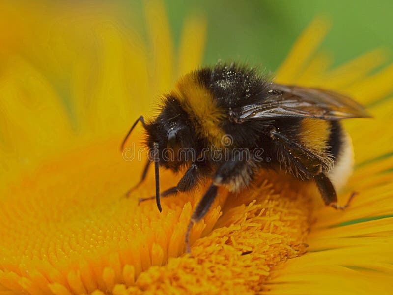 Μακροεντολή bumblebee σε ένα κίτρινο λουλούδι στοκ φωτογραφία με δικαίωμα ελεύθερης χρήσης Μακροεντολή bumblebee σε ένα κίτρινο λουλούδι στοκ φωτογραφία με δικαίωμα ελεύθερης χρήσης