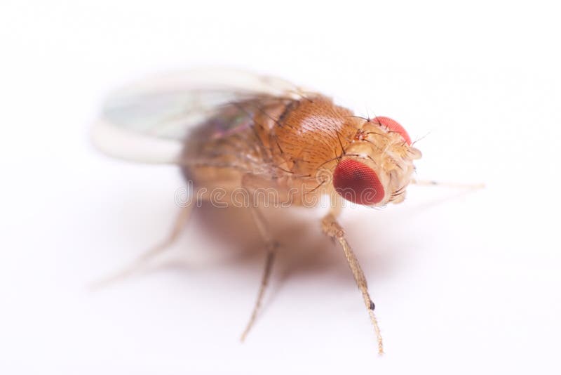 Fruit fly macro on white. Fruit fly macro on white