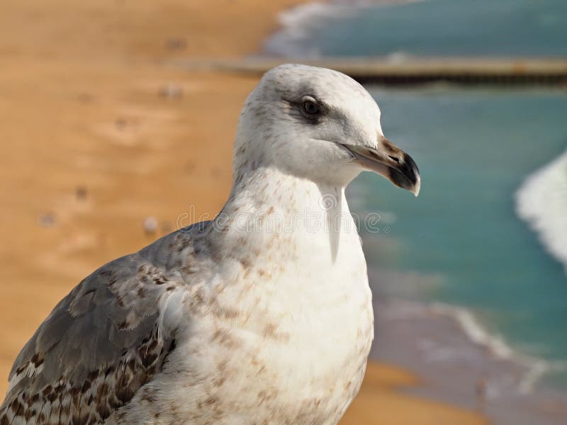 ΜακÏοεντολή του ÎºÎµÏ†Î±Î»Î¹Î¿Ï seagull στοκ φωτογραφία ΜακÏοεντολή του ÎºÎµÏ†Î±Î»Î¹Î¿Ï seagull στοκ φωτογραφία