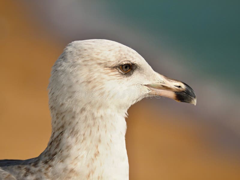 ΜακÏοεντολή του ÎºÎµÏ†Î±Î»Î¹Î¿Ï seagull στοκ εικόνες ΜακÏοεντολή του ÎºÎµÏ†Î±Î»Î¹Î¿Ï seagull στοκ εικόνες