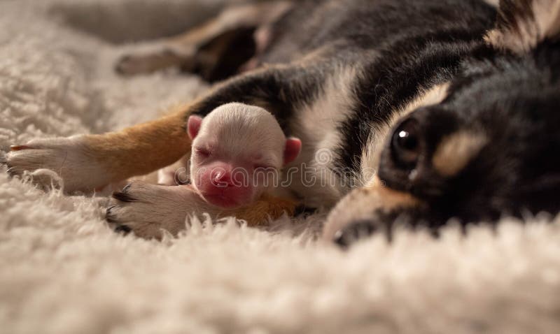 Mom chihuahua and her little white baby with alien face. Super cute white baby chihuahua 1 day old, mom black and tan, eye, pink nose, sharp, love, affective picture. Mom chihuahua and her little white baby with alien face. Super cute white baby chihuahua 1 day old, mom black and tan, eye, pink nose, sharp, love, affective picture