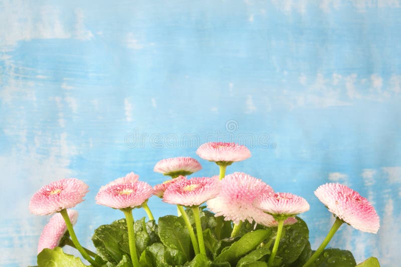 μαργαρίτα λουλούδι bellis perennis νερό πέφτει κοντά κηπουρός άνοιξη άνθος ελεύθερος χώρος